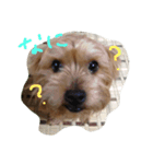 愛犬ぷっちくんのスタンプです！（個別スタンプ：4）