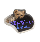 愛犬ぷっちくんのスタンプです！（個別スタンプ：5）