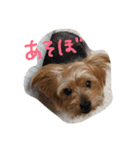 愛犬ぷっちくんのスタンプです！（個別スタンプ：6）