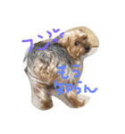 愛犬ぷっちくんのスタンプです！（個別スタンプ：7）