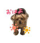 愛犬ぷっちくんのスタンプです！（個別スタンプ：8）