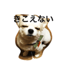 チワワなビート（個別スタンプ：1）