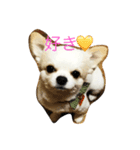 チワワなビート（個別スタンプ：3）