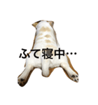 チワワなビート（個別スタンプ：5）
