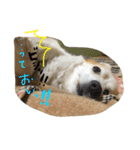 うちのプーちゃん！（個別スタンプ：34）