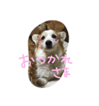 うちのプーちゃん！（個別スタンプ：35）