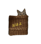 さちこだよ（個別スタンプ：7）