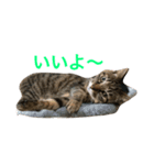 さちこだよ（個別スタンプ：9）