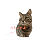 さちこだよ（個別スタンプ：19）