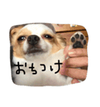 生意気チワワ、凛ちゃんだぞ（個別スタンプ：5）