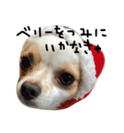 生意気チワワ、凛ちゃんだぞ（個別スタンプ：8）