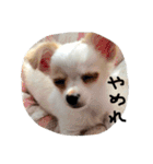 生意気チワワ、凛ちゃんだぞ（個別スタンプ：18）
