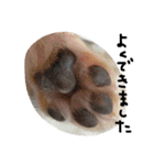 生意気チワワ、凛ちゃんだぞ（個別スタンプ：23）