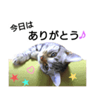 猫のあんず(＆しずく)です⑧（個別スタンプ：1）