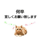 猫のあんず(＆しずく)です⑧（個別スタンプ：4）