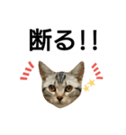 猫のあんず(＆しずく)です⑧（個別スタンプ：5）