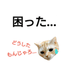 猫のあんず(＆しずく)です⑧（個別スタンプ：6）