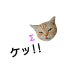 猫のあんず(＆しずく)です⑧（個別スタンプ：7）