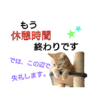 猫のあんず(＆しずく)です⑧（個別スタンプ：10）