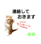 猫のあんず(＆しずく)です⑧（個別スタンプ：11）