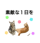 猫のあんず(＆しずく)です⑧（個別スタンプ：22）