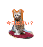 nekonekonekono（個別スタンプ：1）