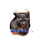 nekonekonekono（個別スタンプ：6）