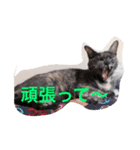 nekonekonekono（個別スタンプ：7）