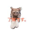 nekonekonekono（個別スタンプ：12）