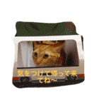 nekonekonekono（個別スタンプ：13）