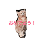 nekonekonekono（個別スタンプ：14）