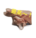 nekonekonekono（個別スタンプ：17）