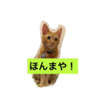 nekonekonekono（個別スタンプ：20）