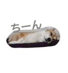 はなちゃんとコウタくん（個別スタンプ：11）