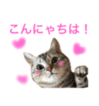アメショのアラン 猫スタンプ（個別スタンプ：1）