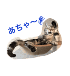 アメショのアラン 猫スタンプ（個別スタンプ：2）