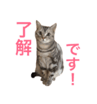 アメショのアラン 猫スタンプ（個別スタンプ：3）