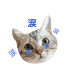 アメショのアラン 猫スタンプ（個別スタンプ：4）
