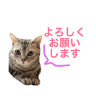 アメショのアラン 猫スタンプ（個別スタンプ：8）