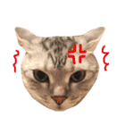 アメショのアラン 猫スタンプ（個別スタンプ：11）