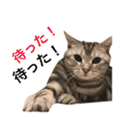 アメショのアラン 猫スタンプ（個別スタンプ：12）