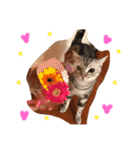 アメショのアラン 猫スタンプ（個別スタンプ：13）