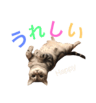 アメショのアラン 猫スタンプ（個別スタンプ：14）