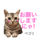 アメショのアラン 猫スタンプ（個別スタンプ：15）
