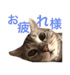 アメショのアラン 猫スタンプ（個別スタンプ：17）