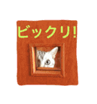 アメショのアラン 猫スタンプ（個別スタンプ：20）