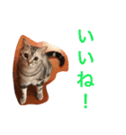 アメショのアラン 猫スタンプ（個別スタンプ：22）
