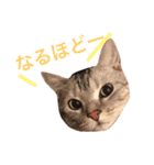 アメショのアラン 猫スタンプ（個別スタンプ：24）