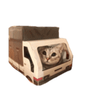 アメショのアラン 猫スタンプ（個別スタンプ：25）