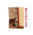 アメショのアラン 猫スタンプ（個別スタンプ：27）